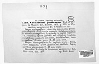 Cronartium gentianeum image